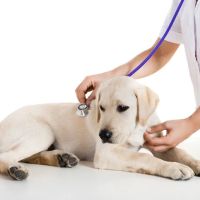 Mansfield Veterinary Health Center ico