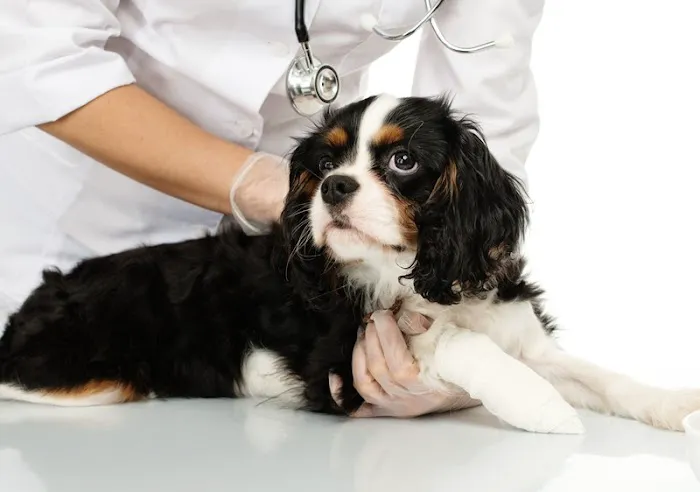 Mansfield Veterinary Health Center Picture 2