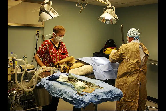 Mansfield Veterinary Health Center Picture 10