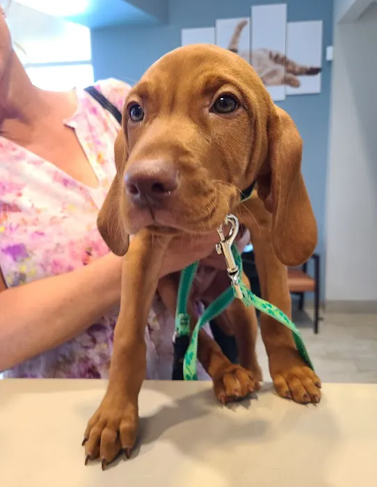 ADAvet Veterinary Clinic Picture 6