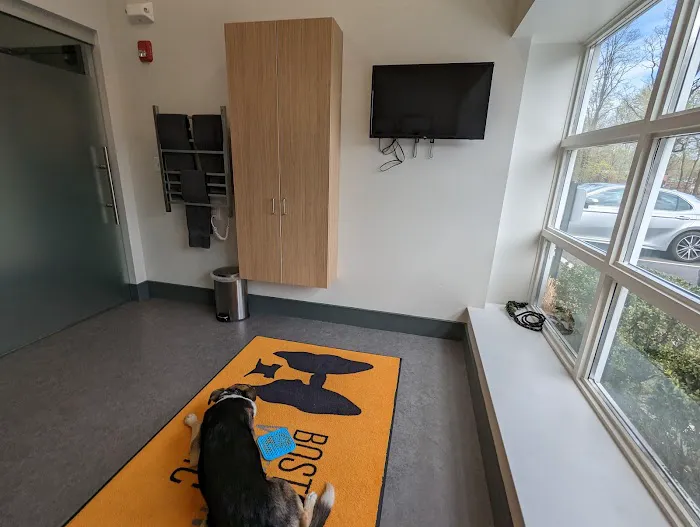 Boston Veterinary Clinic Picture 3
