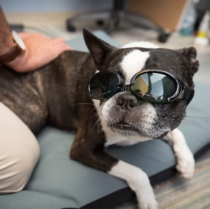 Boston Veterinary Clinic Picture 6