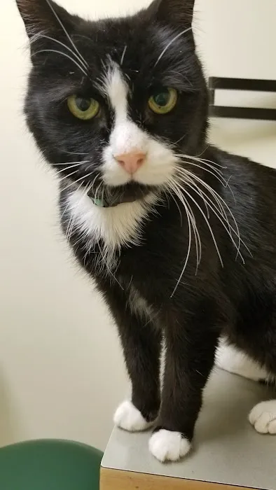 Mattapoisett Animal Hospital Picture 1