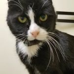 Mattapoisett Animal Hospital