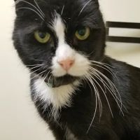 Mattapoisett Animal Hospital ico