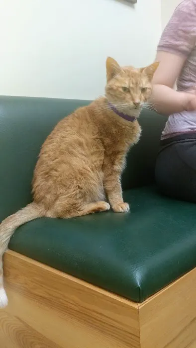Mattapoisett Animal Hospital Picture 8