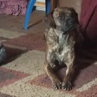 Dighton Veterinary Hospital ico