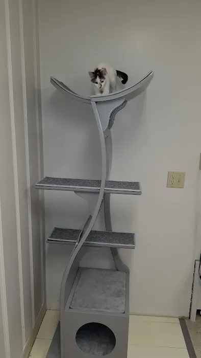 Taunton Cat Hospital Picture 5