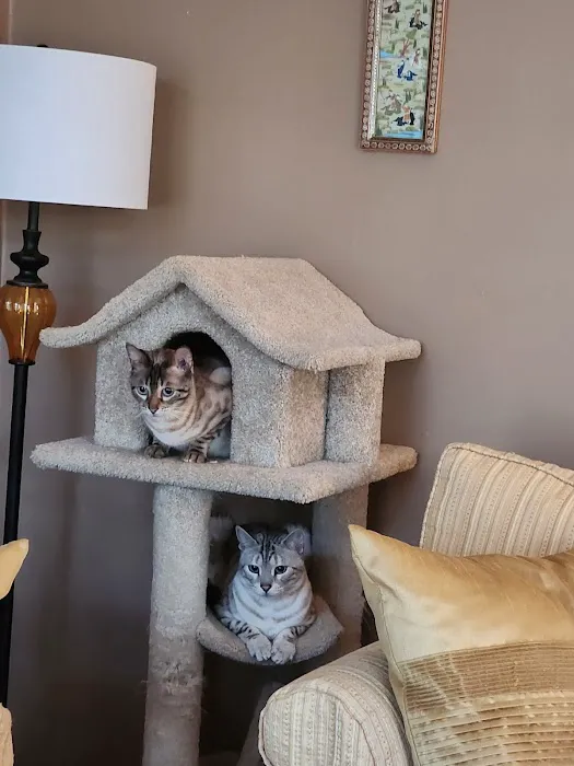Taunton Cat Hospital Picture 9
