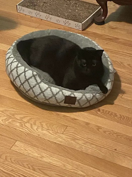 Taunton Cat Hospital Picture 10