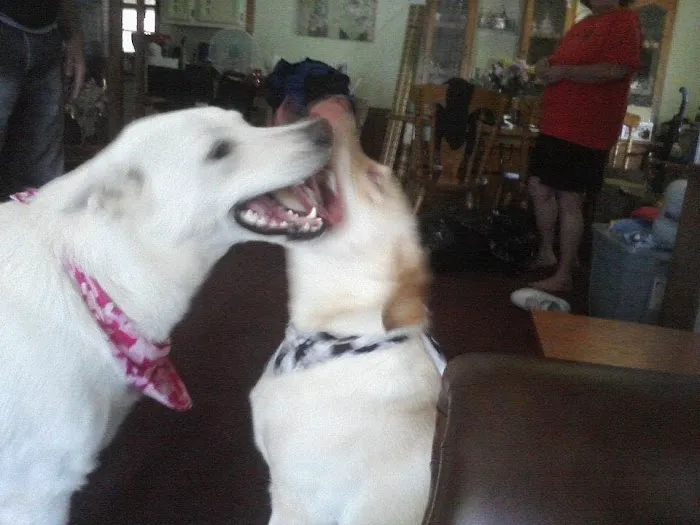 Taunton Animal Hospital Picture 1
