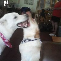 Taunton Animal Hospital ico