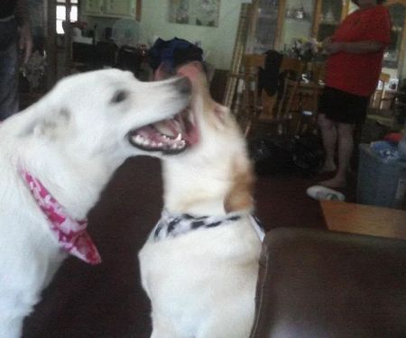 Taunton Animal Hospital