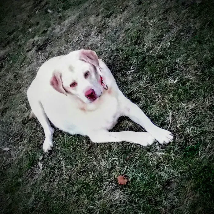 Taunton Animal Hospital Picture 4