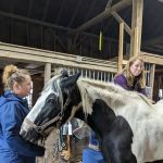 North Bridge Equine Associates