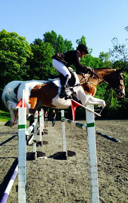 North Bridge Equine Associates Picture 5