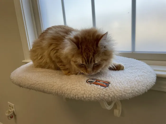 Hudson Veterinary Care Picture 2