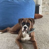 Hudson Veterinary Care ico