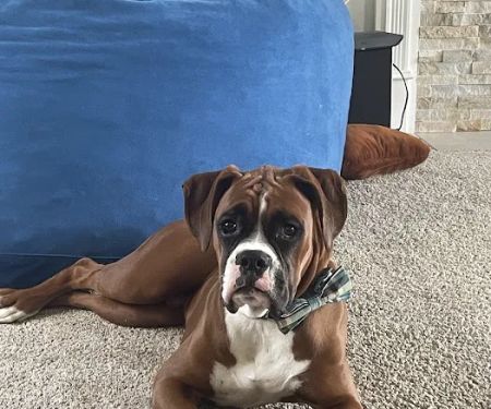Hudson Veterinary Care
