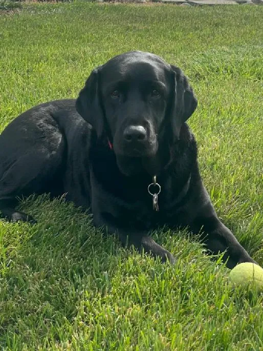 Hudson Veterinary Care Picture 5