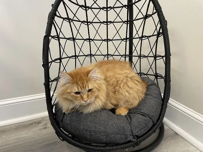 Hudson Veterinary Care Picture 4