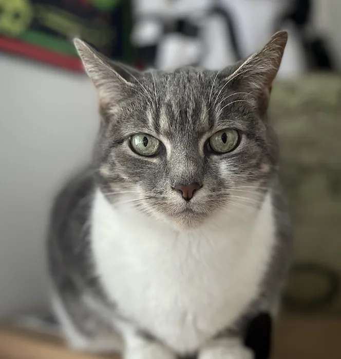 Hudson Veterinary Care Picture 10