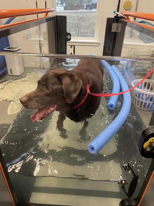 NH Pet Physical Rehabilitation Center Picture 1