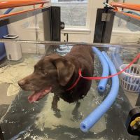 NH Pet Physical Rehabilitation Center ico