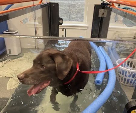 NH Pet Physical Rehabilitation Center