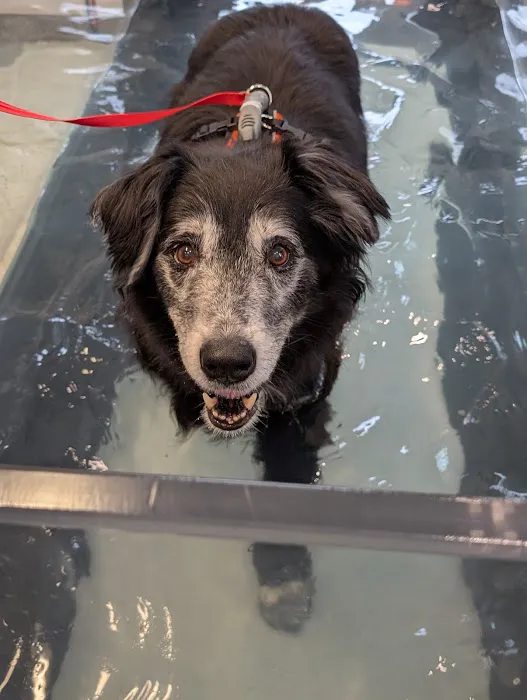 NH Pet Physical Rehabilitation Center Picture 4