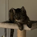 Lowell Road Veterinary Center