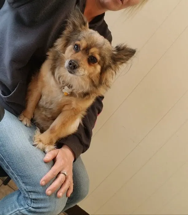 Lowell Road Veterinary Center Picture 9