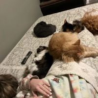Crossroads Animal Hospital ico
