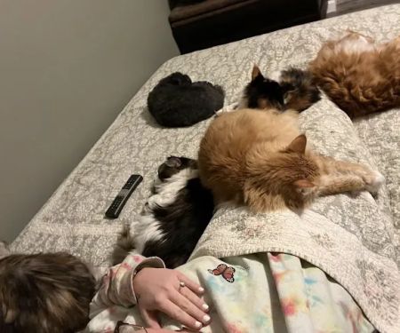 Crossroads Animal Hospital
