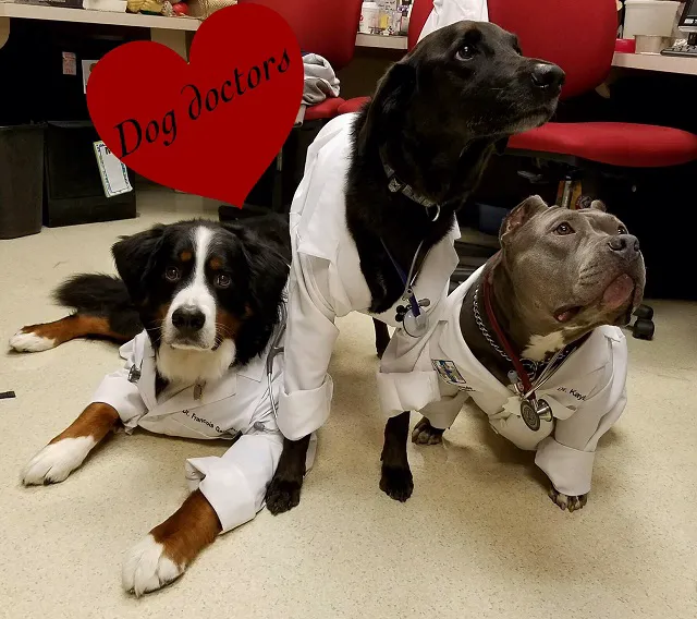 Crossroads Animal Hospital Picture 9