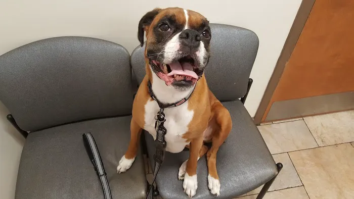 Chelmsford Animal Hospital Picture 7