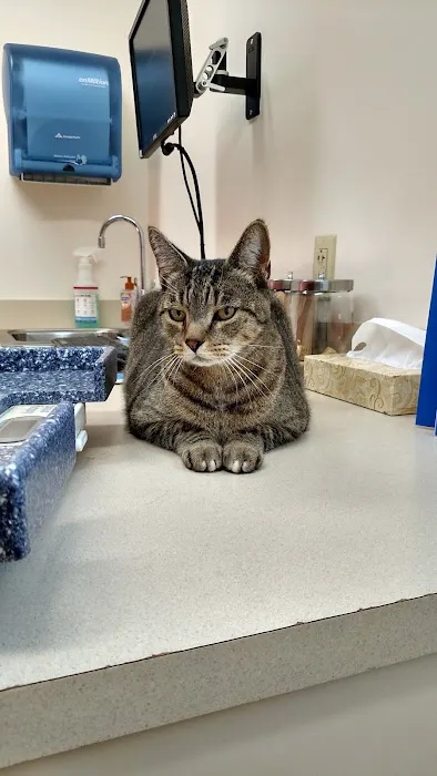Chelmsford Animal Hospital Picture 9