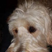 Franklin County Animal Hospital ico