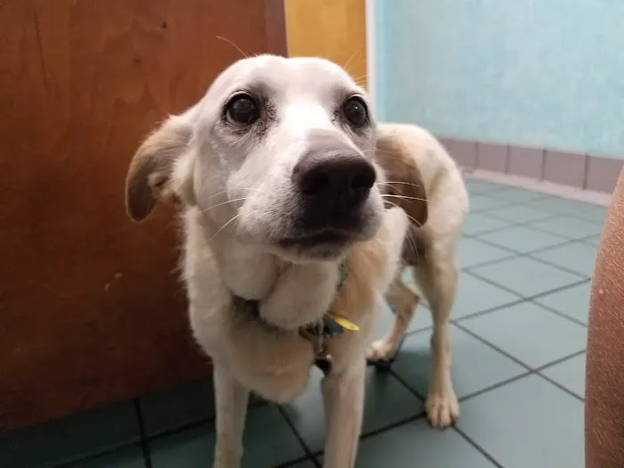 Pet Health Clinic Picture 1