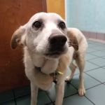 Pet Health Clinic