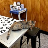 Harris Animal Hospital ico