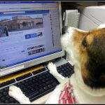 VCA Valley Animal Hospital
