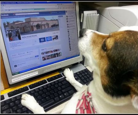 VCA Valley Animal Hospital