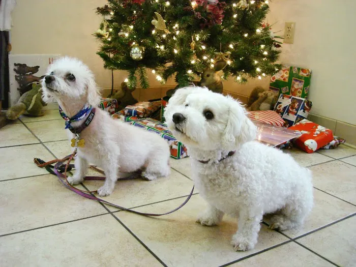 VCA Valley Animal Hospital Picture 9