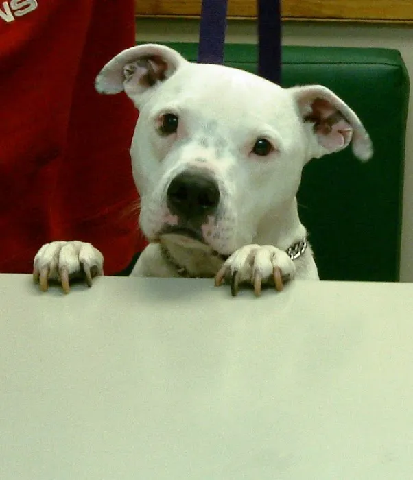 VCA Valley Animal Hospital Picture 6