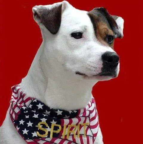 VCA Valley Animal Hospital Picture 8