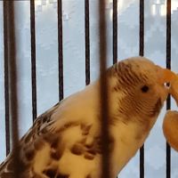 Banfield Pet Hospital ico