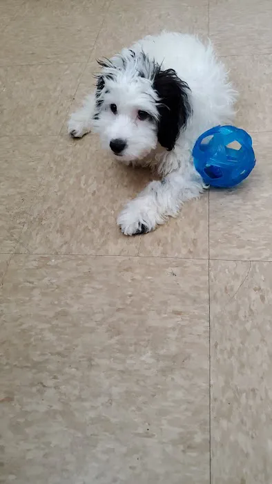 Banfield Pet Hospital Picture 6