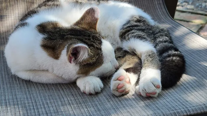 Banfield Pet Hospital Picture 7