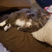 Emergency Veterinary & Specialty Services of Roanoke Inc ico